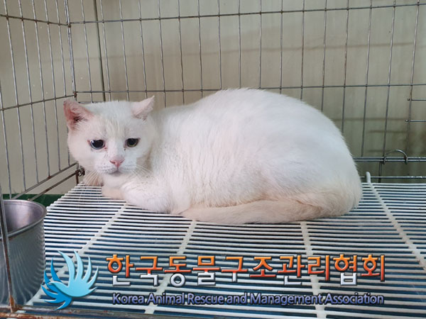 종료(입양) 터키시…